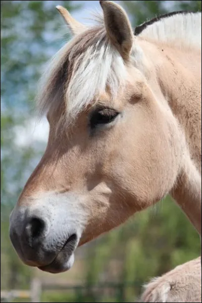 Comment se nomme la robe d'un cheval fjord ?