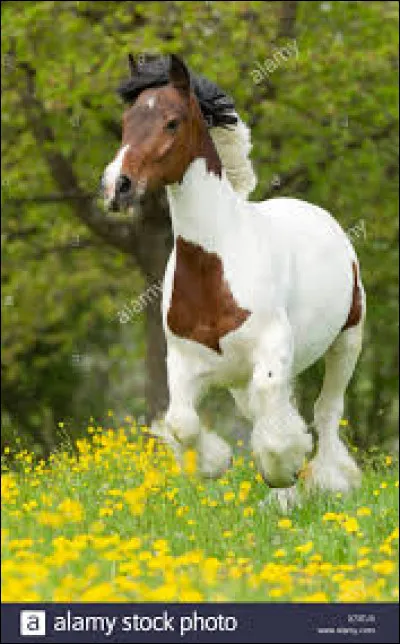 Citez des races qui ressemble à l'appaloosa.