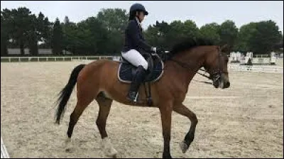 Citez le plus grand champion du monde d'équitation en 1990.