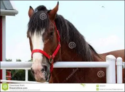 Quel est le premier pays ayant commencé l'équitation ?