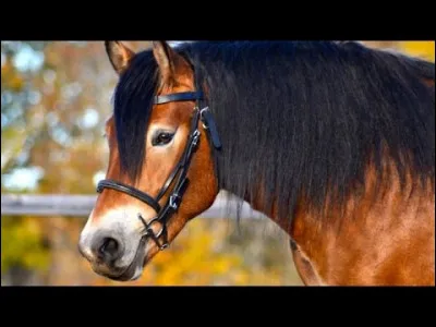 Quand le cheval met ses oreilles en arrière, que cela veut-il dire ?