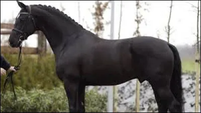 Quelle est la race la plus développée pour le saut d'obstacle ?