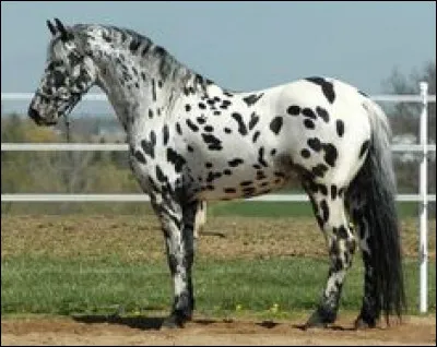 Comment se nomme la robe du cheval marron avec les crins noirs ?