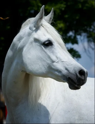 Comment se nomme la partie du corps du poney au-dessus de l'il à côté du rocher ?