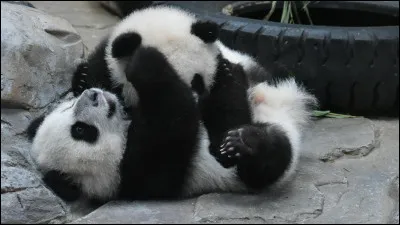 Comment dit-on "panda" en japonais ?