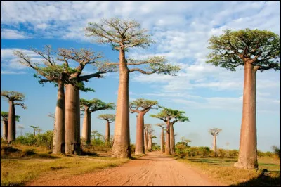 Histoire - L'île de Madagascar est colonisée en :