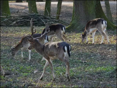 Il manque de respect, c'est le...