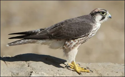 Tête de bourrique, c'est l'...