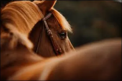 "Pourquoi parles-tu de ce cheval ?" donne en anglais :