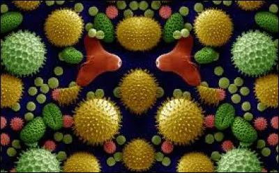 Qu'étudie la palynologie ?