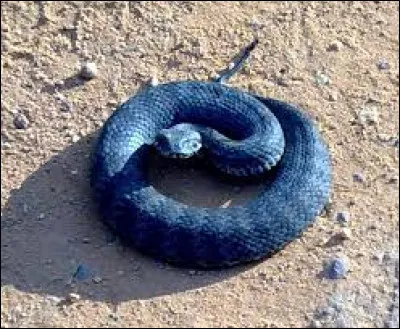 Comment s'appelle cette espèce ?