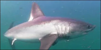 Quel est cette espèce de requin ?