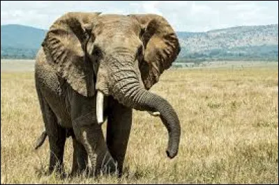 Les éléphants peuvent-ils sauter ?