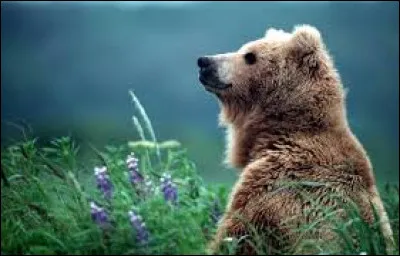 Quelle est la différence entre les animaux à sang chaud et à sang froid ?