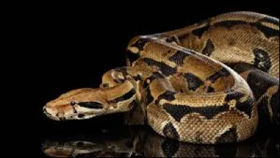 De quelle famille font partie les vipères et les boas ?