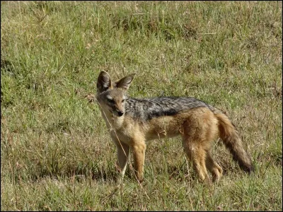 Quel est le pluriel de "chacal" ?