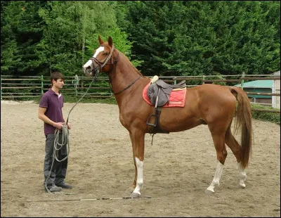 J'entraîne les jeunes chevaux âgés de 18 mois à 2 ans à porter le poids d'un cavalier, porter une selle sur leur dos, accepter le mors... J'éduque aussi bien pour la course que pour un cheval de reprise. Mon travail consiste également à ce que le cheval soit prêt physiquement et mentalement, ainsi qu'il sache développer une relation avec l'humain. Qui suis-je ?