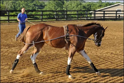 J'entraîne les chevaux aux compétitions, psychologiquement et physiquement. Pour cela, je fais suivre des cours particuliers aux équidés. Il n'est pas rare que je sois un ancien jockey et, dans ce cas, j'aiderai à préparer les pur-sang anglais à leurs courses. Qui suis-je ?