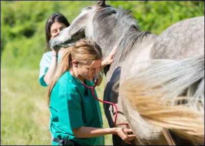 Je surveille et contrôle la santé des chevaux. Lors de compétitions, je suis impérativement présent pour m'occuper de chevaux blessés ou malades. J'ai un excellent salaire. Qui suis-je ?