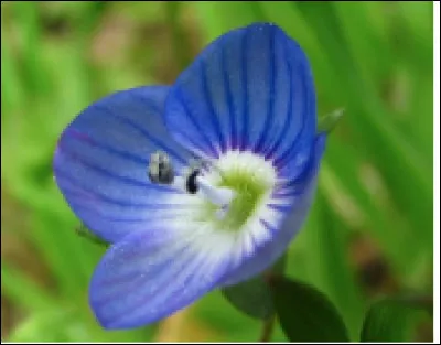 Quelle est cette fleur du genre herbacée ?