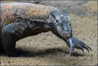 Quel est cet animal du genre saurien ?