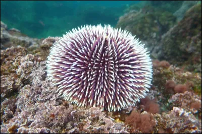 De quoi se nourrissent les oursins ?