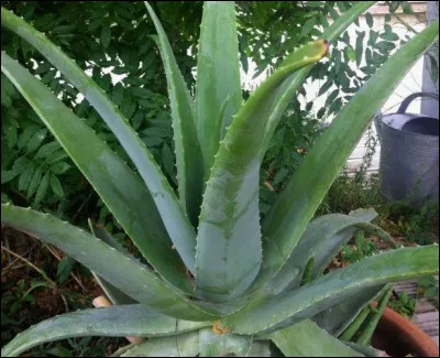 Quelle est cette plante qui ne manque pas de piquants ?