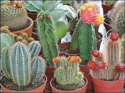 Qui chantait "Les Cactus" ?