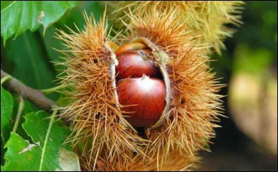 Comment s'appelle la partie piquante de la châtaigne ?