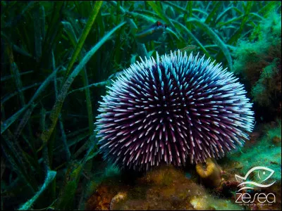 Chez l'oursin, que l'organe nommé "la lanterne d'Aristote", lui permet-il de faire ?