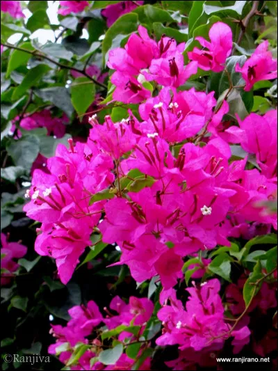 Quelle est cette plante piquante très décorative ?