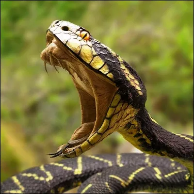 Lequel de ces serpents n'est pas venimeux ?