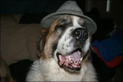 Vous savez quoi, il m'a fait penser à Frank Sinatra, le plus grand crooner de tous les temps. J'aime son allure de chaleureux vagabond, charmeur : mais ce copain ne chante pas ou peu, il jappe donc, c'est un ...