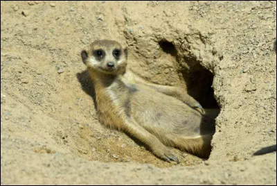 Ils sont tout petits : les adultes pèsent entre 1 et 1,5 kg. Ce rongeur vit dans les prairies et aboie comme un chien.
Quel est le nom de ce petit animal joueur et sociable ?