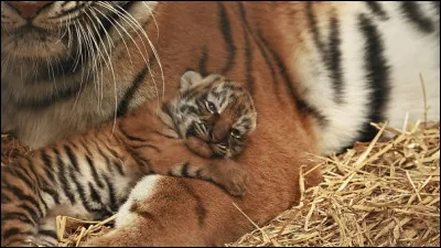 À sa naissance, il est 200 fois plus léger qu'un adulte : il dépend entièrement de sa mère. Les jeunes tigres commencent à jouer dès l'âge d'un mois.
Quel est le nom du petit de ce grand félin ?