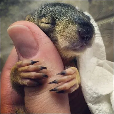 On ne dirait pas cela de lui mais il sera un petit rongeur diurne, curieux, actif, adroit et excellent grimpeur. Vous ne le voyez pas mais il est reconnu pour sa queue en panache et sa tendance à faire des provisions pour l'hiver.
Quel est le nom de son petit ?