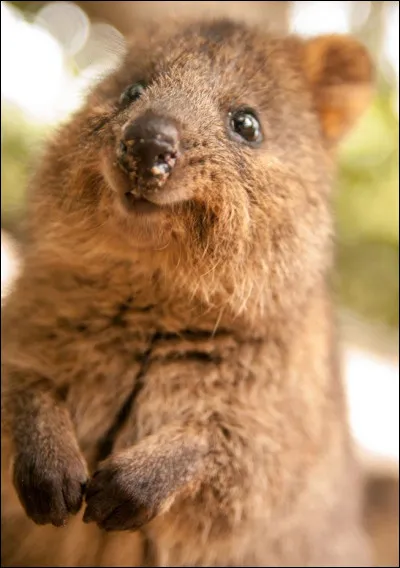 Il s'agit d'un petit marsupial (2 à 5 kg) qui possède un sourire naturel : il est de la famille des macropodidés (les plus connus étant les kangourous) avec la fourrure brun-gris et il vit exclusivement en Australie.
Quel est le nom de cet animal qui affiche un petit rictus permanent ?