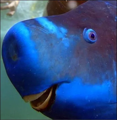 Ce poisson doit son nom à la forme de sa bouche. Pour se nourrir, il utilise leur « bec » pour gratter les algues et les polypes des coraux et des roches.
Trouvez le nom de celui que vous pouvez trouver depuis la Floride, les Bahamas et les Caraïbes.