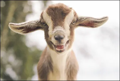 Regardez ce jeune, là, il sourit tellement qu'il en agite ses grandes oreilles flottantes. Dans cette sorte de demi-clarté, il nous apparaît bien proche d'être heureux.
Ce serait une...