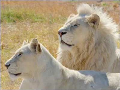 Cet animal glougloute :