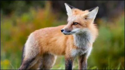 Il est de la m&ecirc;me famille que le chien :