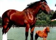 Quiz Les chevaux