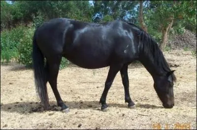 Le poney australien mesure entre :