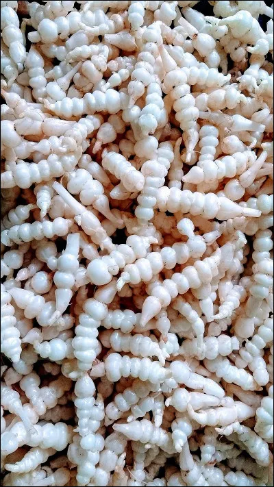 En Norvège, on paie en...