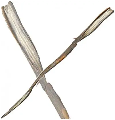 Cette baguette appartient à...