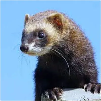 Quelle est la particularité de cet animal ?