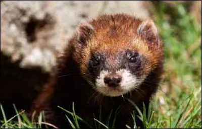 Quelle est l'espérance de vie d'un putois dans la nature ?