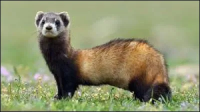 De quoi se nourrit notre ami ?