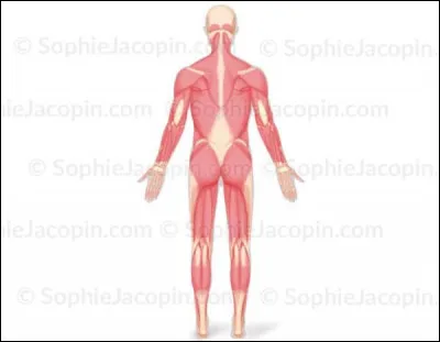 Où se situe le muscle quadriceps ?