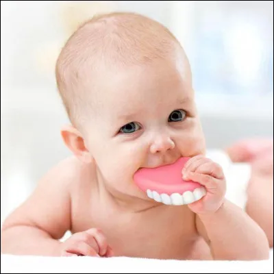 Combien les crapauds ont-ils de dents ?